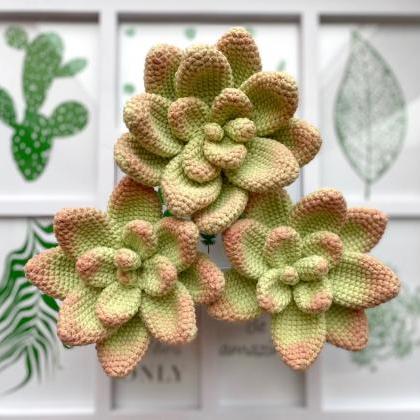 Pattern 3 In 1 Crochet Succulent Plant Crochet..